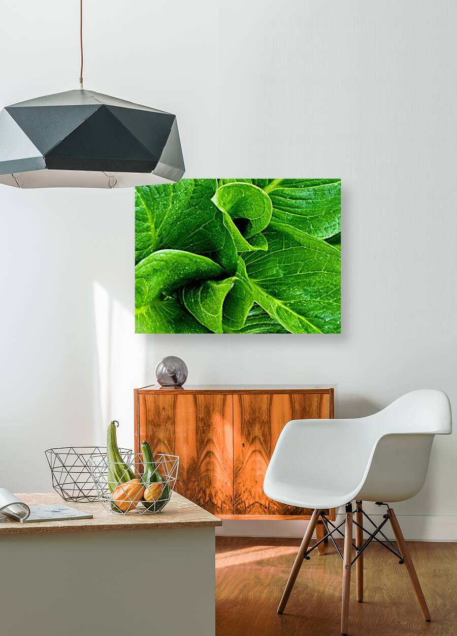 Skunk Cabbage Furls Reproduction