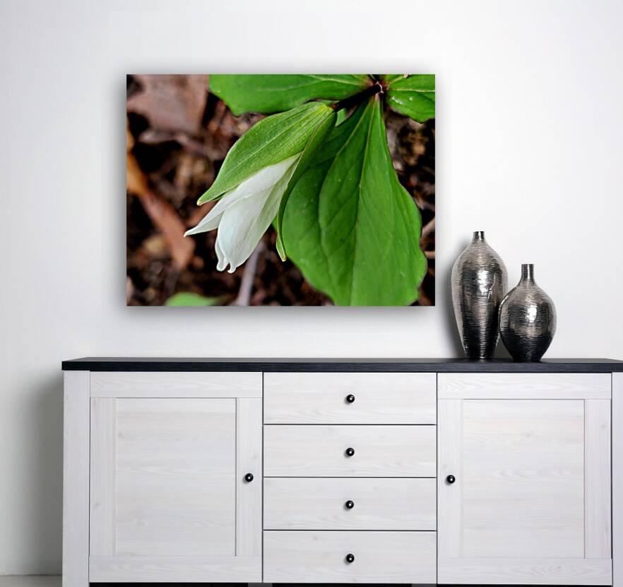 White Trillium Bud 1 Reproduction