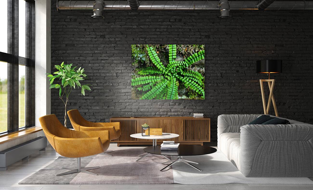 Maidenhair Spleenwort Reproduction