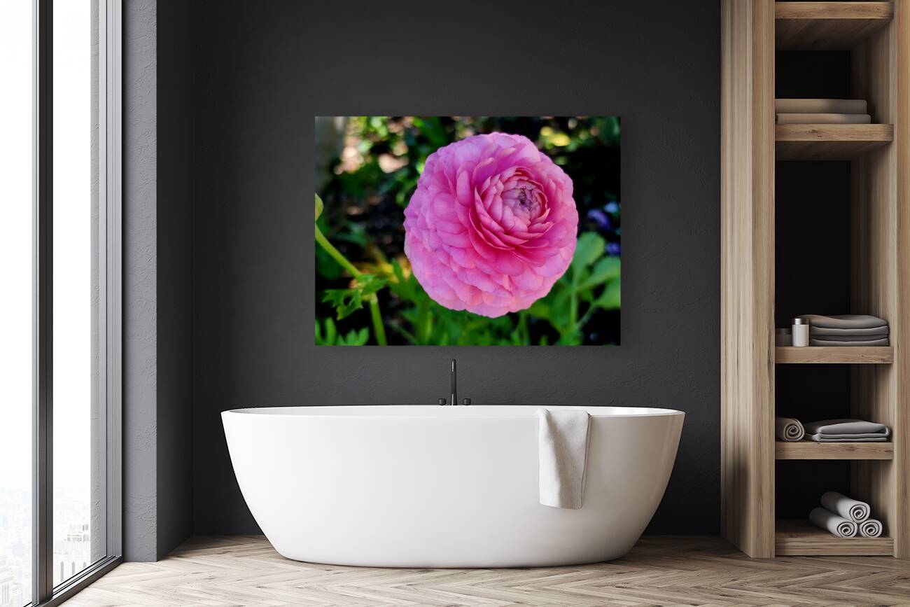 Ranunculus Reproduction