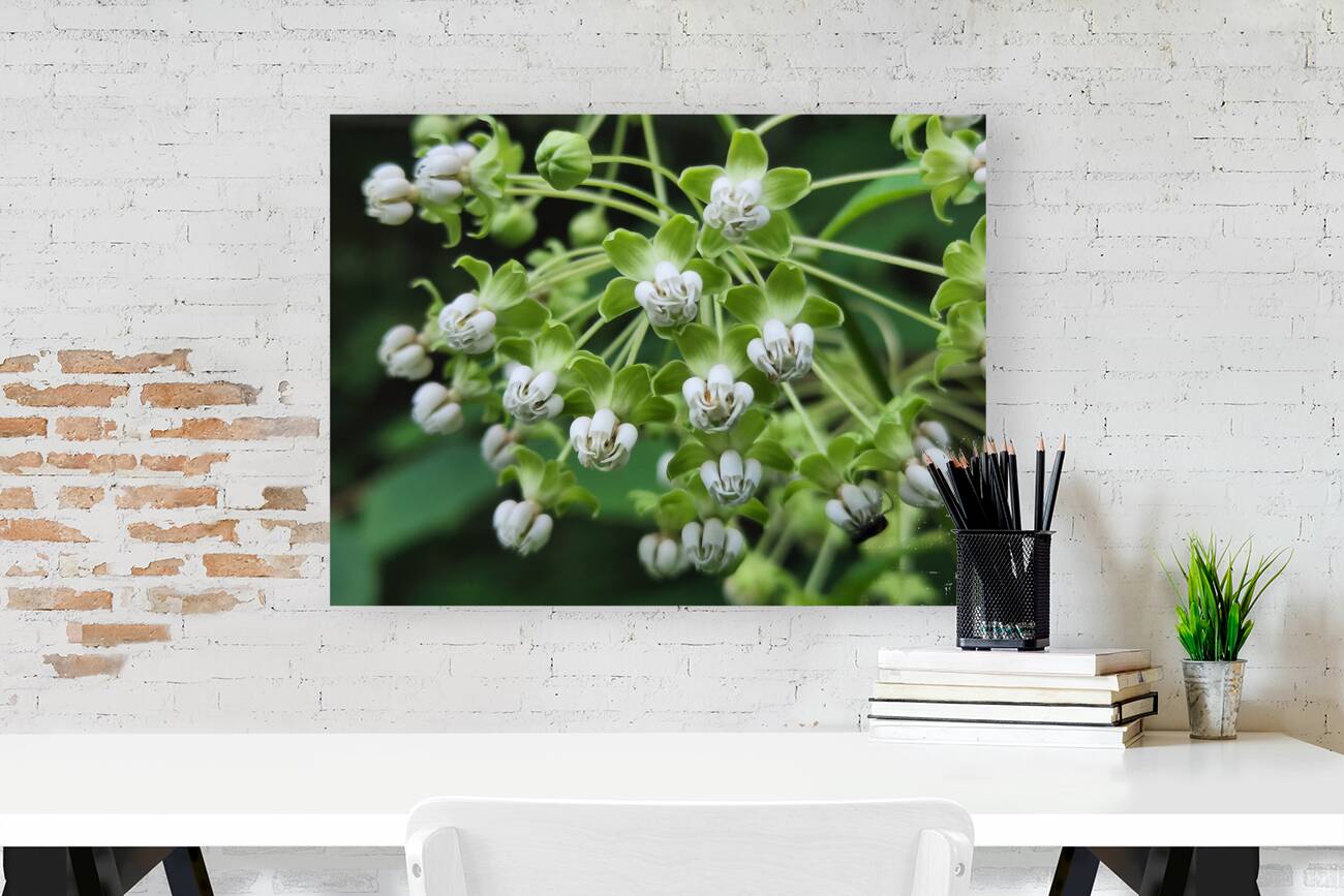 Poke Milkweed Reproduction