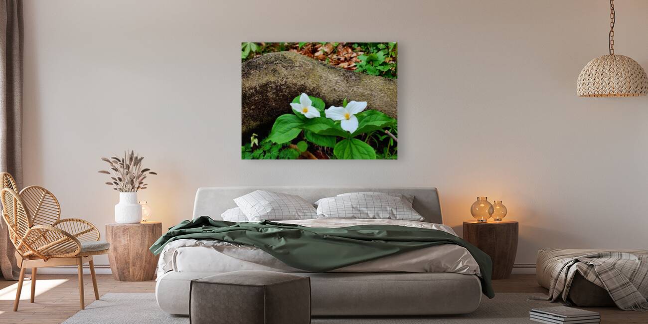 Trillium Duo Reproduction