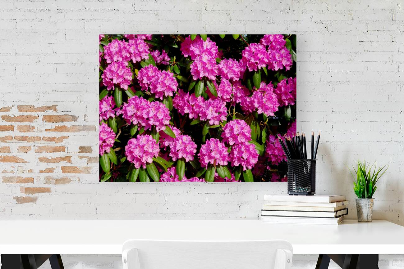 Rhododendron Reproduction