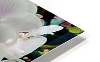 Orchid Cluster HD Metal print