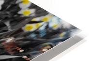 Daffodils HD Metal print