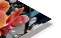 Orchids 4 HD Metal print