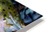 Trout Operculum HD Metal print