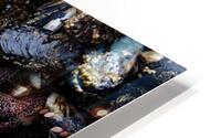 Tidal Pool 7 HD Metal print