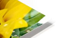 Sunflower Left HD Metal print