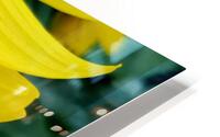 Sunflower Portrait 1 Impression metal HD