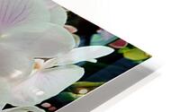 Orchid Cluster HD Metal print