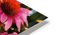 Echinacea And Rudbeckia HD Metal print