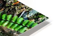 Maidenhair Spleenwort HD Metal print
