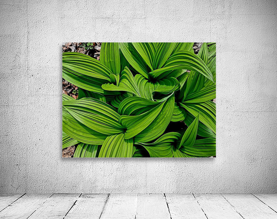 Green False Hellebore Wall Preview