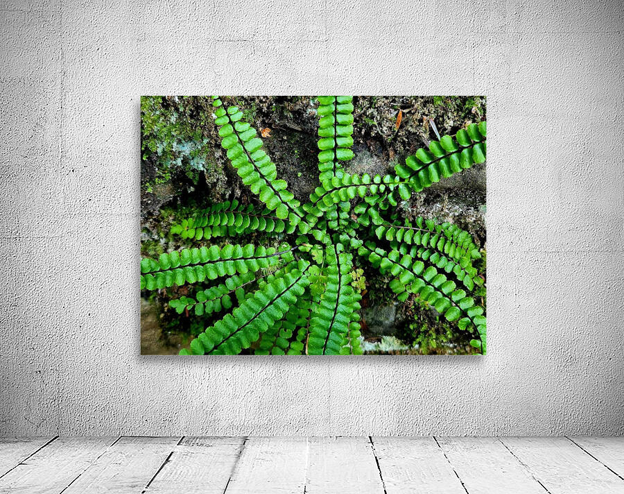 Maidenhair Spleenwort Wall Preview