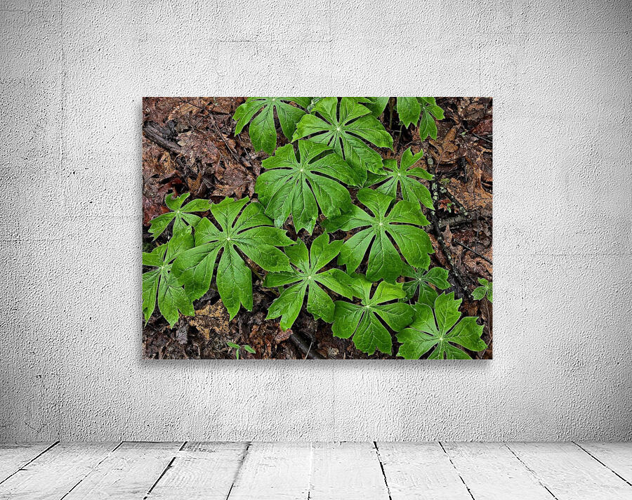 Mayapples 1 Wall Preview