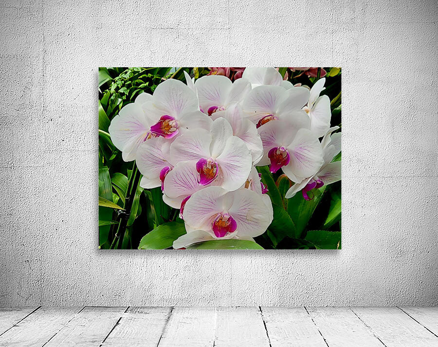 Orchid Cluster Wall Preview