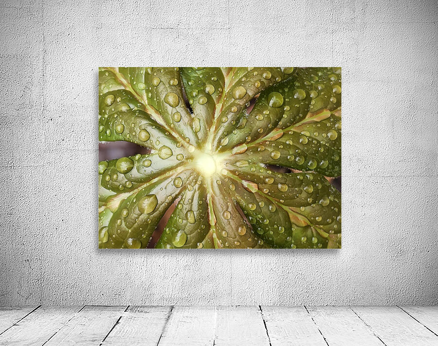 Raindrops on Mayapple Wall Preview