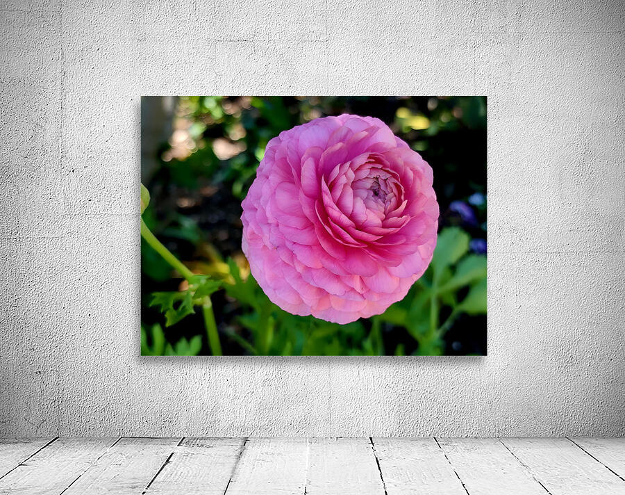 Ranunculus Wall Preview