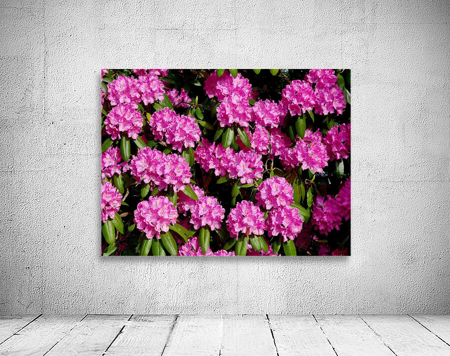 Rhododendron Wall Preview