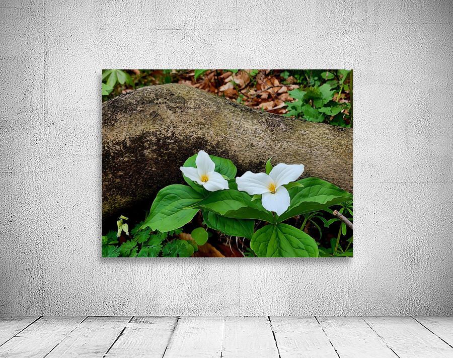 Trillium Duo Wall Preview