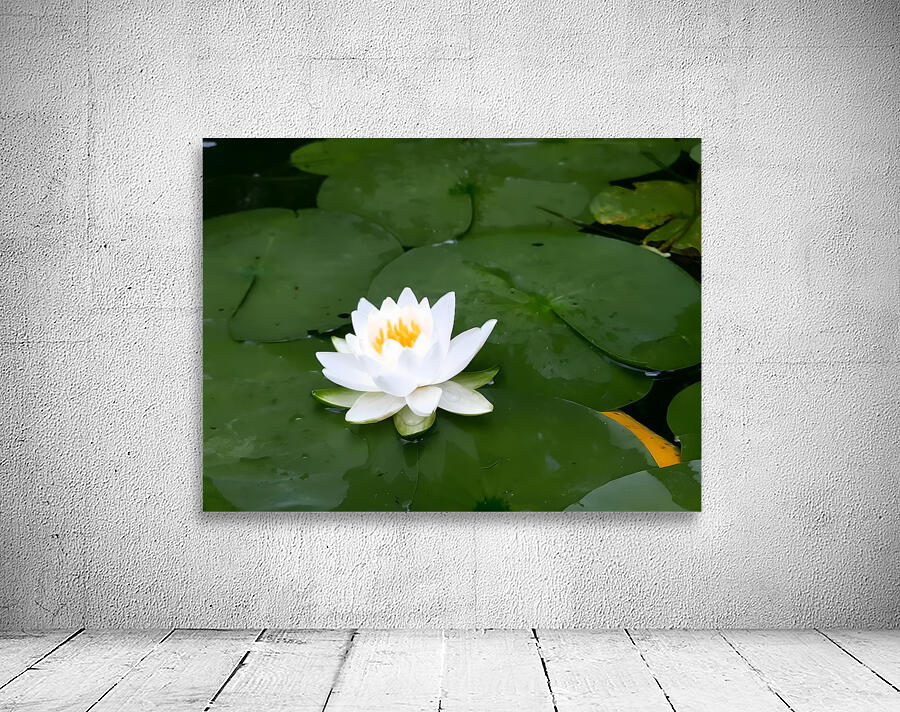Water Lily 1 Wall Preview