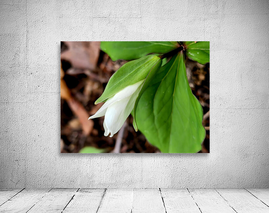 White Trillium Bud 1 Wall Preview