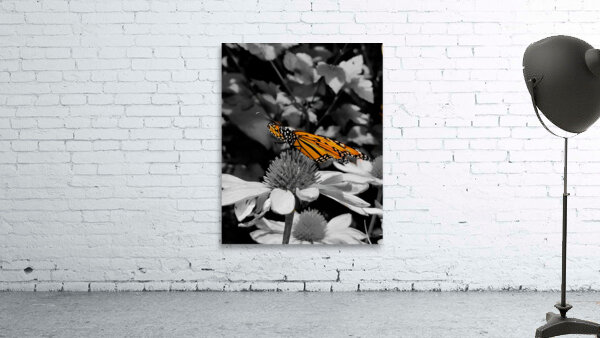 Monarch Butterfly Wall Preview