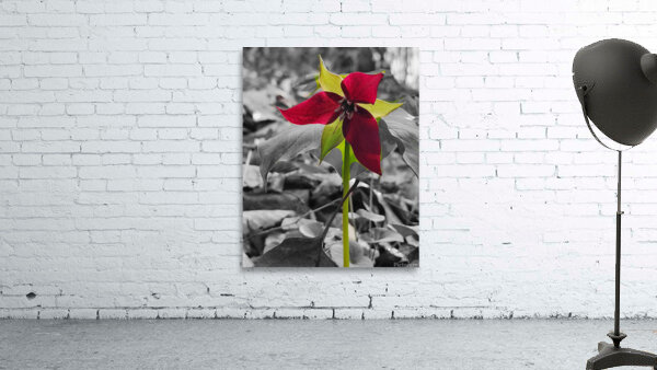 Red Trillium Wall Preview