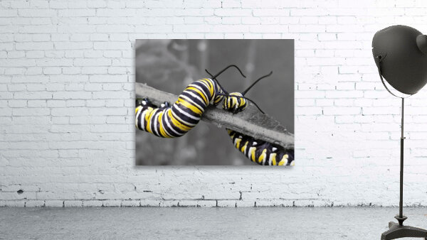 Monarch Caterpillars Wall Preview