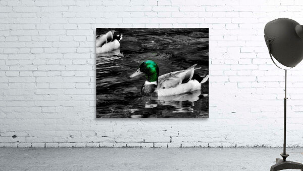 Mallard Duck Wall Preview