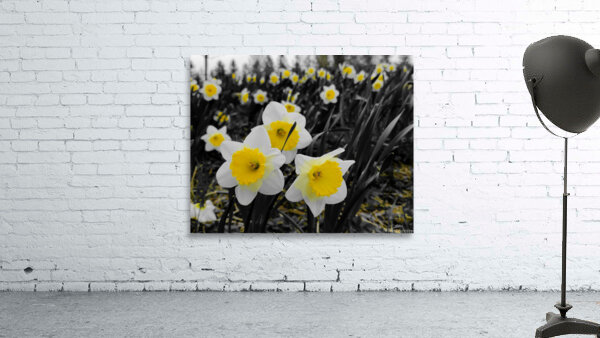 Daffodils Wall Preview