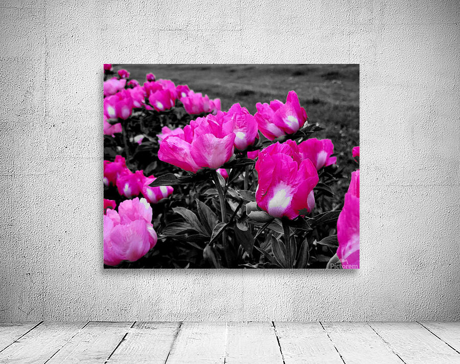 Pink Peonies Wall Preview