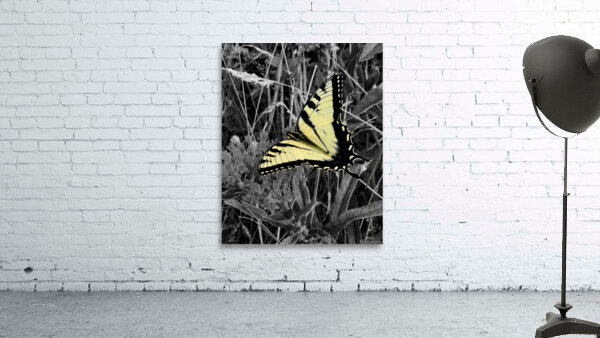 Swallowtail Butterfly Wall Preview