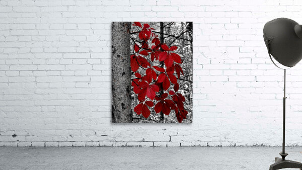 Virginia Creeper Wall Preview