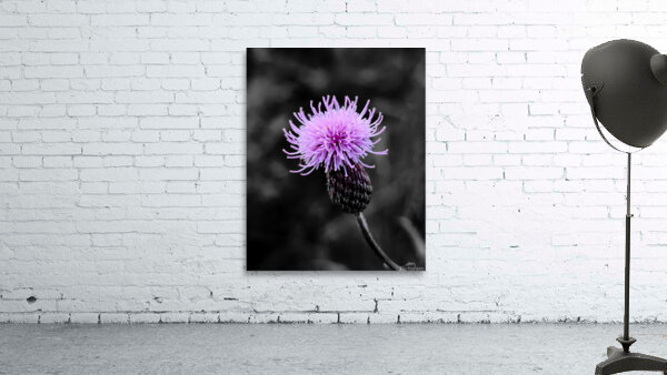 Thistle Wall Preview