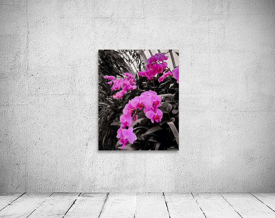 Orchids 2 Wall Preview