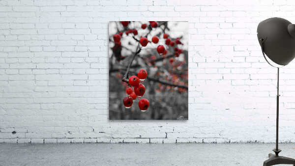 Siberian Crabapple Wall Preview