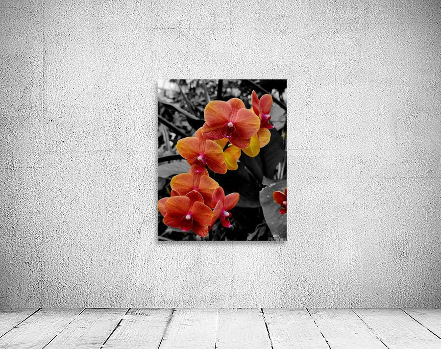 Orchids 4 Wall Preview