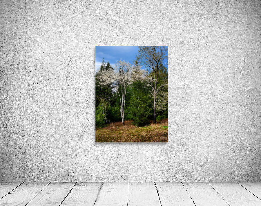 Gallitzin State Forest Wall Preview