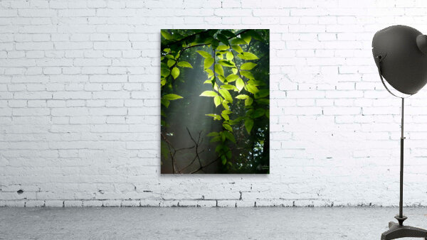 Beech Trees Wall Preview