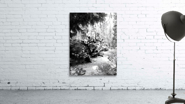 Sequoia Root Wad Wall Preview