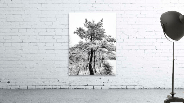 Snowy White Pine Wall Preview