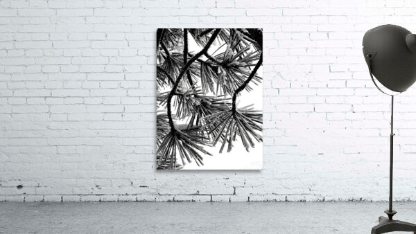 Snowy Conifer Wall Preview