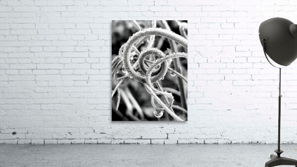 Natural Curl Wall Preview