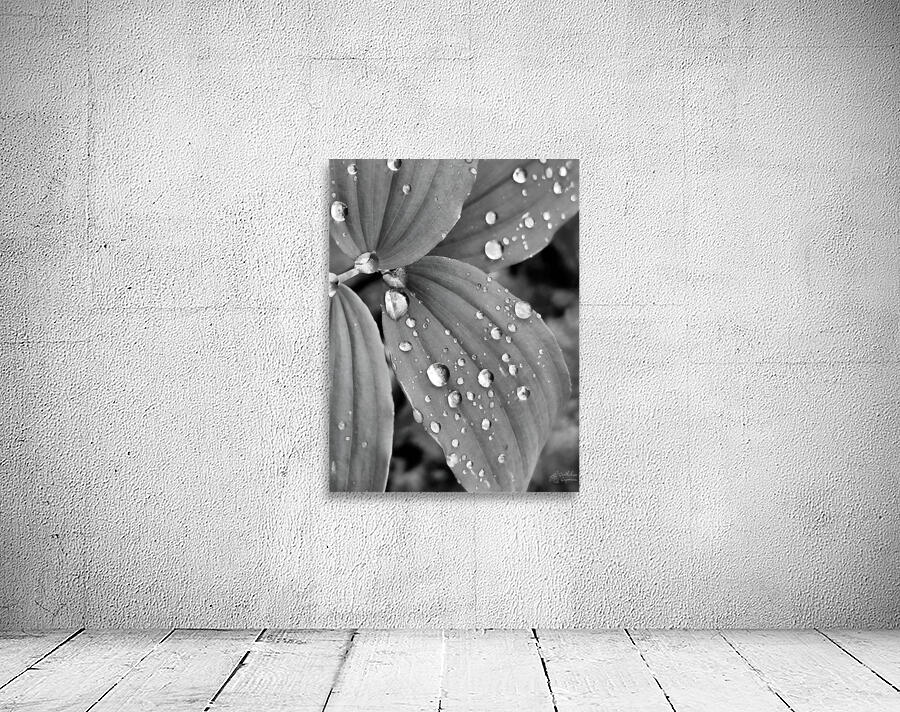 Raindrops Wall Preview