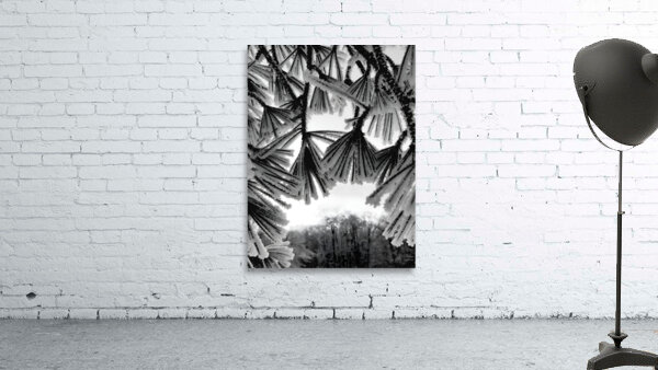 Snowy Conifer 1 Wall Preview