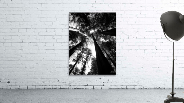 Redwoods Wall Preview