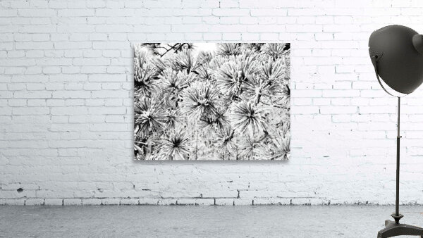 Snowy Conifer Wall Preview