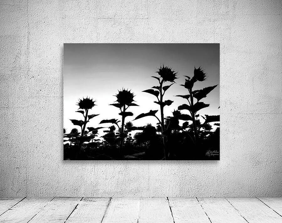 Sunflower Silhouette Wall Preview